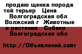 продаю щенка порода той терьер › Цена ­ 5 000 - Волгоградская обл., Волжский г. Животные и растения » Собаки   . Волгоградская обл.